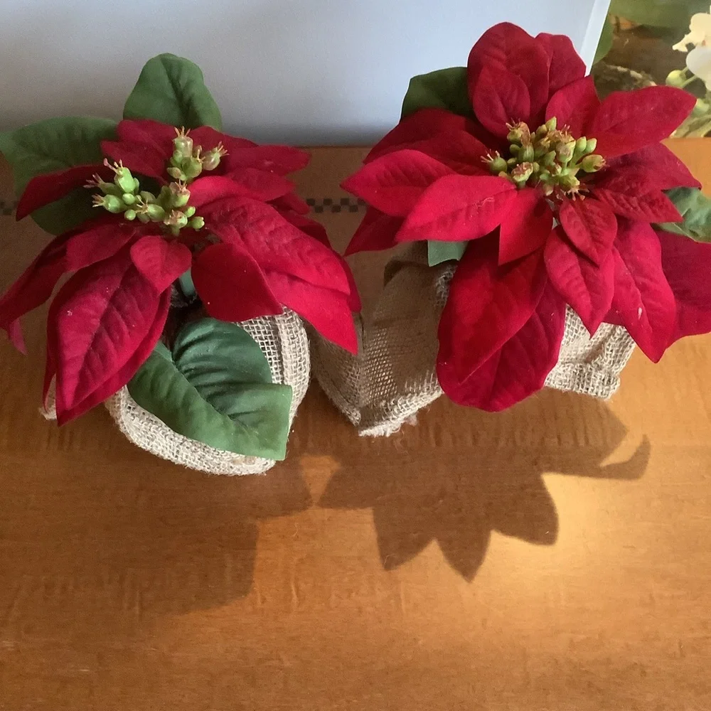 Set of Four Pottery Barn Red Poinsettia Plants